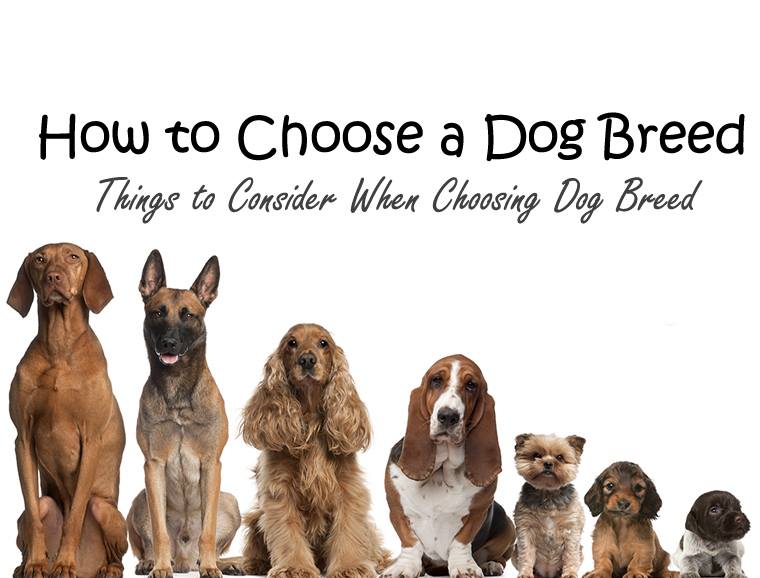 how-to-choose-a-dog-breed